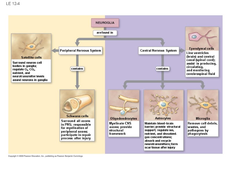 LE 12-4 Peripheral Nervous System Central Nervous System contains contains are found in Satellite